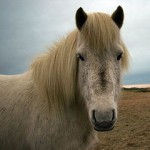 Icelandic Horse