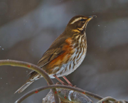 redwing